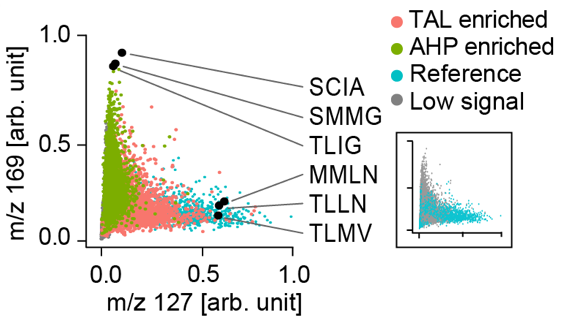 Phenotype Bifurcation scatter plot